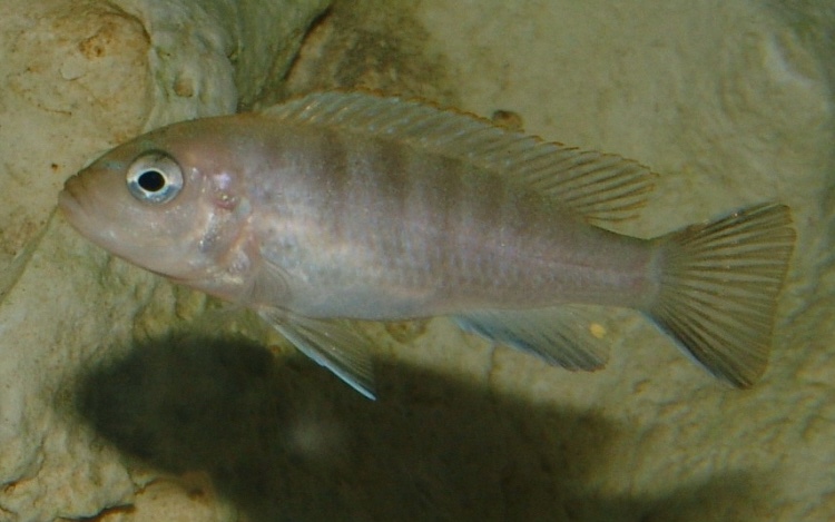 Cynotilapia sp. 'lion' Lion's Cove